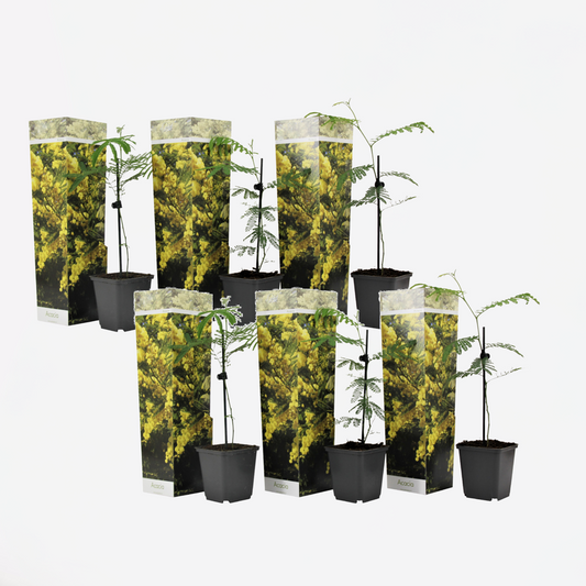 Florastore Mimosenstrauch - 6 Stk - Mimosa Dealbata - Höhe 25-40Cm - ⌀9Cm