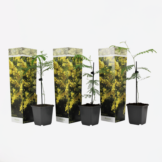 Florastore Mimosenstrauch - 3 Stk - Mimosa Dealbata - Höhe 25-40Cm - ⌀9Cm