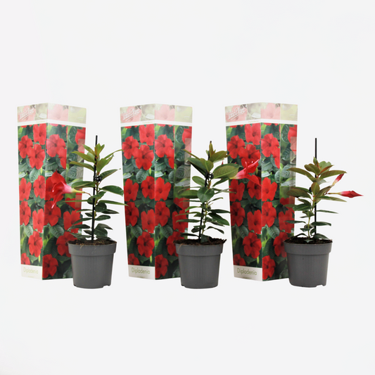Florastore Mandeville - 3 Stk - Dipladenia Sanderii 'Rio Red' - Höhe 25-40Cm - ⌀9Cm