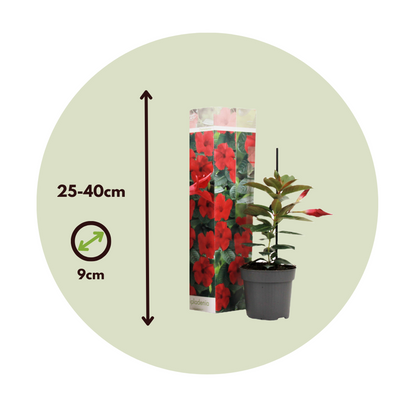 Florastore Mandeville - 3 Stk - Dipladenia Sanderii 'Rio Red' - Höhe 25-40Cm - ⌀9Cm