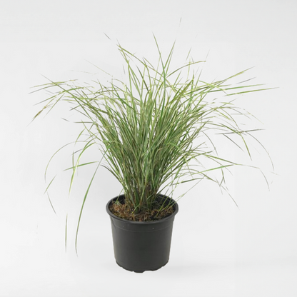 Florastore Reitgras - Calamagrostis Acutiflora 'Overdam' - Höhe 20-30Cm - ⌀23Cm