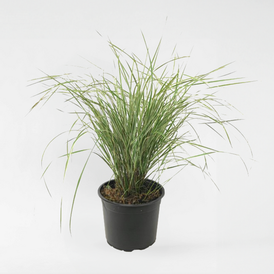 Florastore Reitgras - Calamagrostis Acutiflora 'Overdam' - Höhe 20-30Cm - ⌀23Cm