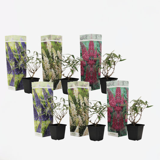 Florastore Schmetterlingsfliedern - 6 Stk - Buddleja Davidii - Höhe 25-40Cm - ⌀9Cm