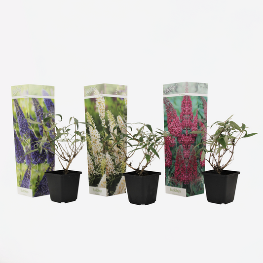 Florastore Schmetterlingsfliedern - 3 Stk - Buddleja Davidii - Höhe 25-40Cm - ⌀9Cm