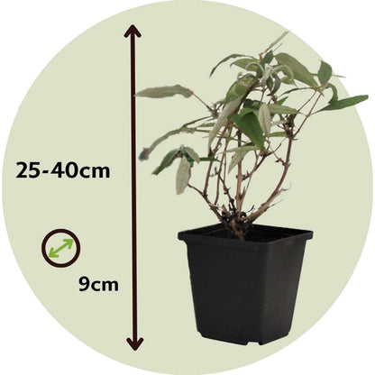 Florastore Schmetterlingsfliedern - 3 Stk - Buddleja Davidii - Höhe 25-40Cm - ⌀9Cm