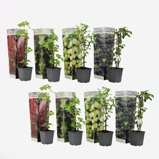 Florastore Beerenpflanzen - 8 Stk - Rubus, Rubrum, Uva, Fructosus - Höhe 25-40Cm - ⌀9Cm