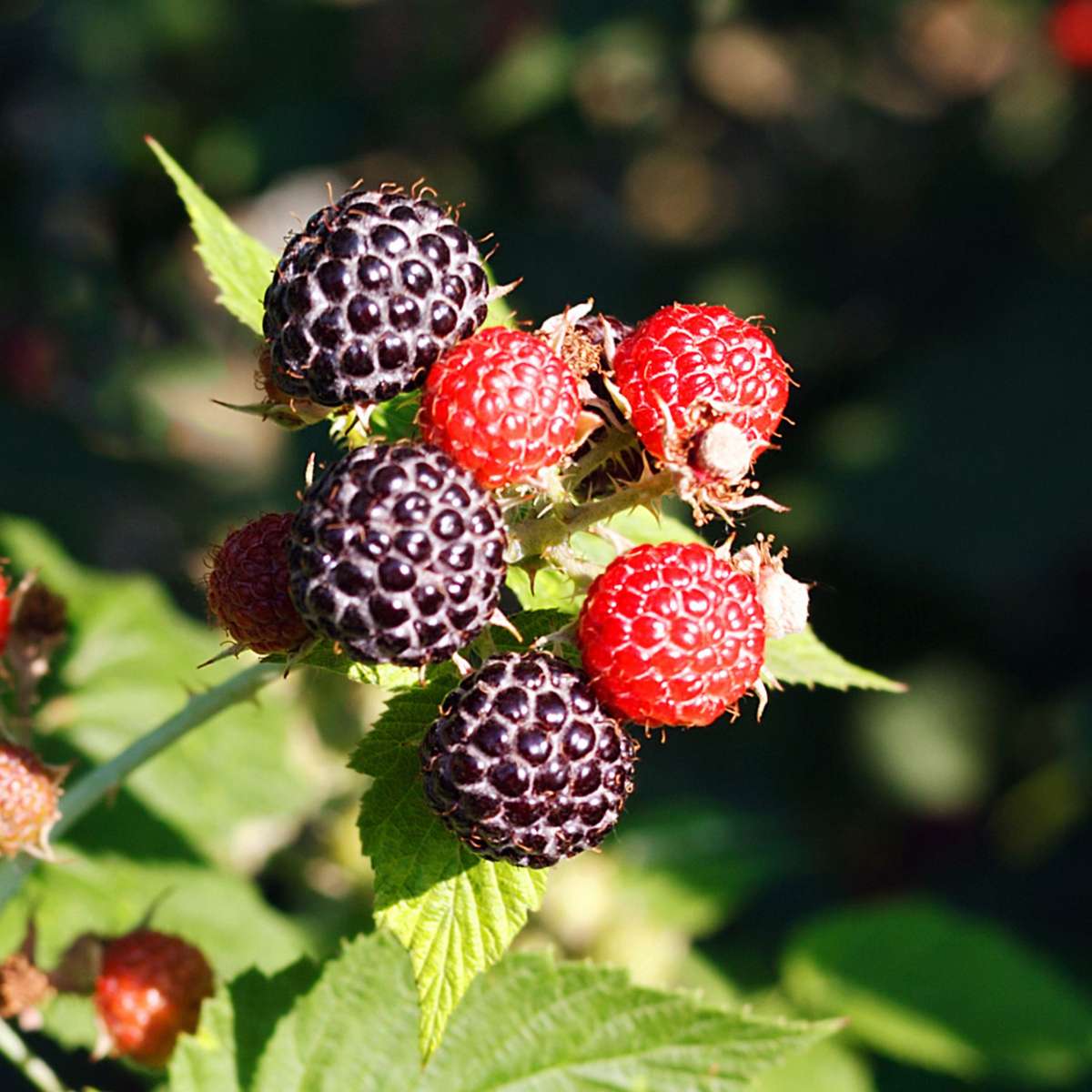 Florastore Beerenpflanzen - 8 Stk - Rubus, Rubrum, Uva, Fructosus - Höhe 25-40Cm - ⌀9Cm