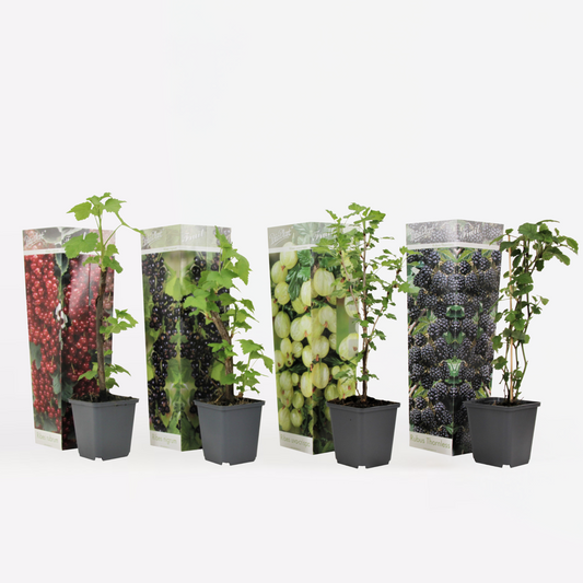 Florastore Beerenpflanzen - 4 Stk - Rubus, Rubrum, Uva, Fructosus - Höhe 25-40Cm - ⌀9Cm