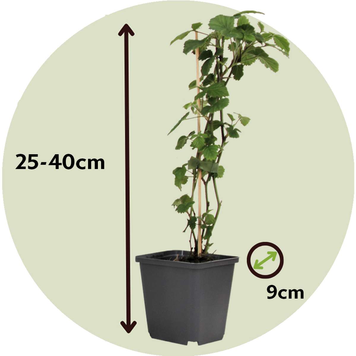 Florastore Beerenpflanzen - 4 Stk - Rubus, Rubrum, Uva, Fructosus - Höhe 25-40Cm - ⌀9Cm