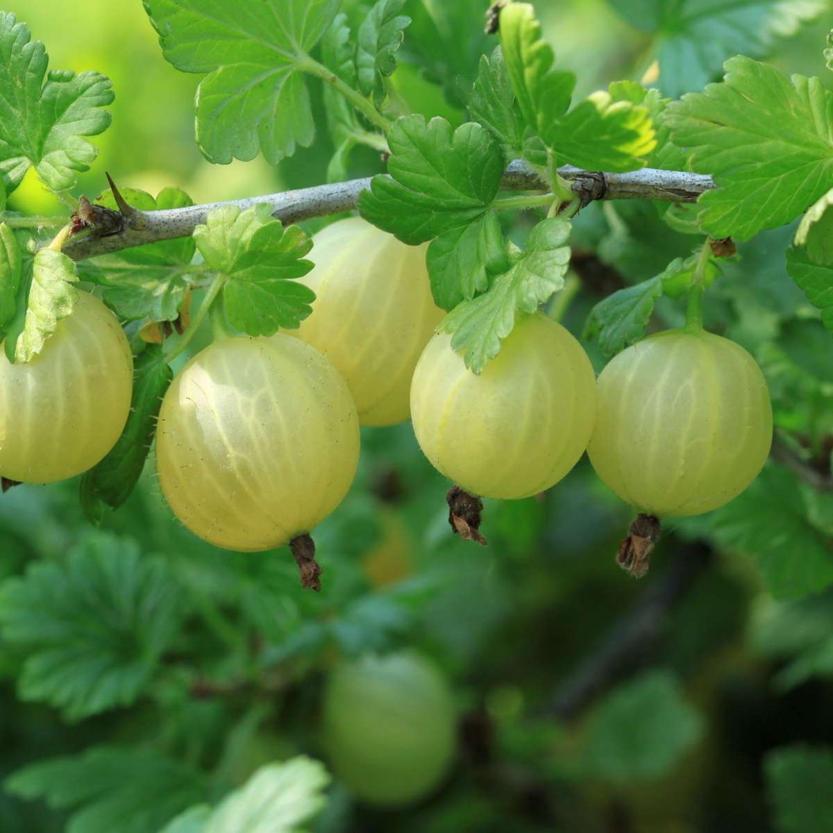 Florastore Beerenpflanzen - 4 Stk - Rubus, Rubrum, Uva, Fructosus - Höhe 25-40Cm - ⌀9Cm