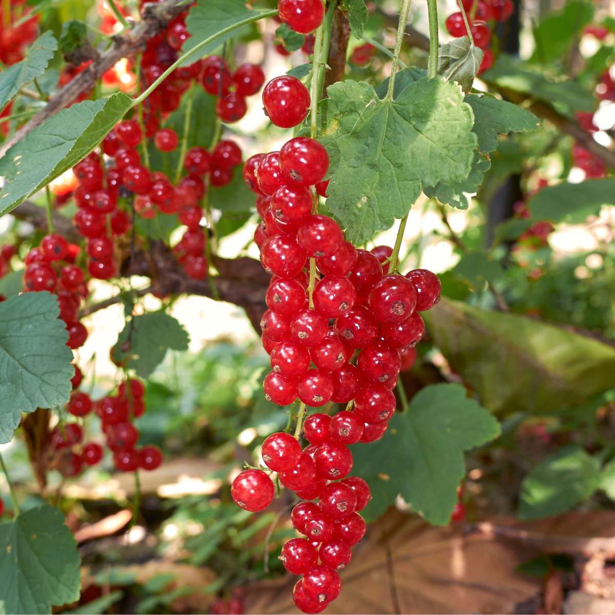 Florastore Beerenpflanzen - 4 Stk - Rubus, Rubrum, Uva, Fructosus - Höhe 25-40Cm - ⌀9Cm