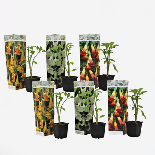 Florastore Engelstrompete - 6 Stk - Brugmansia - Höhe 25-40Cm - ⌀9Cm