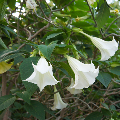 Florastore Engelstrompete - 6 Stk - Brugmansia - Höhe 25-40Cm - ⌀9Cm