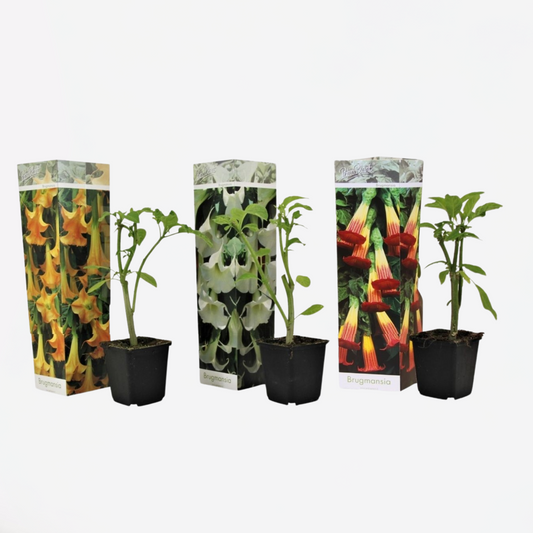 Florastore Engelstrompete - 3 Stk - Brugmansia - Höhe 25-40Cm - ⌀9Cm
