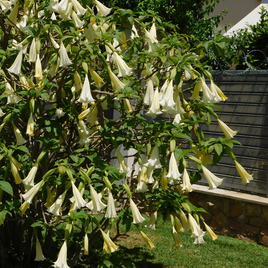 Florastore Engelstrompete - 3 Stk - Brugmansia - Höhe 25-40Cm - ⌀9Cm