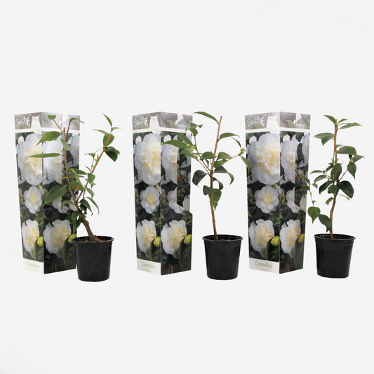 Florastore Japanische Rose - 3 Stk - Camellia Japonica 'Brush Field' - Höhe 25-40Cm - ⌀9Cm