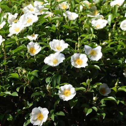 Florastore Japanische Rose - 3 Stk - Camellia Japonica 'Brush Field' - Höhe 25-40Cm - ⌀9Cm