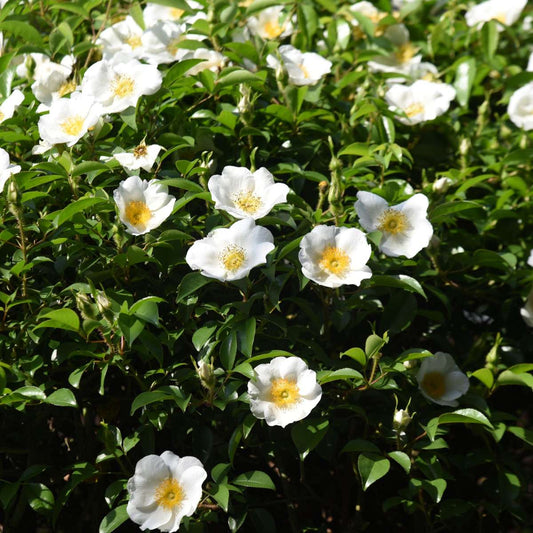 Florastore Japanische Rose - 3 Stk - Camellia Japonica 'Brush Field' - Höhe 25-40Cm - ⌀9Cm
