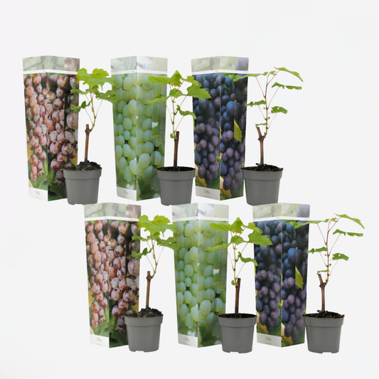 Florastore Traubenpflanze - 6 Stk - Vitis Vinifera - Höhe 25-40Cm - ⌀9Cm