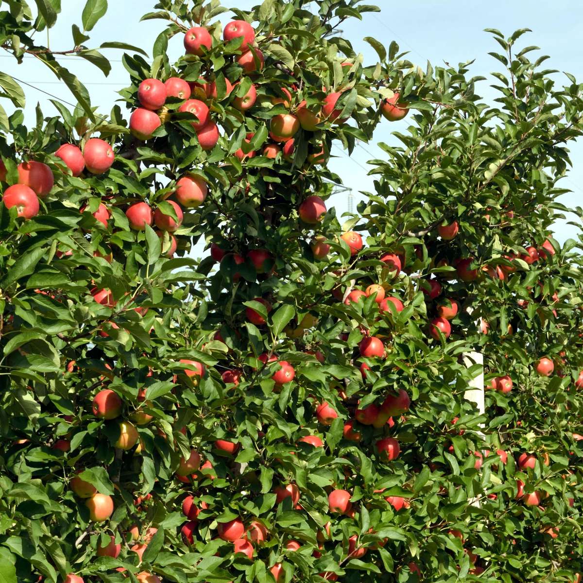 Florastore Apfelbäume - 6 Stk - Malus - Höhe 60-70Cm - ⌀9Cm
