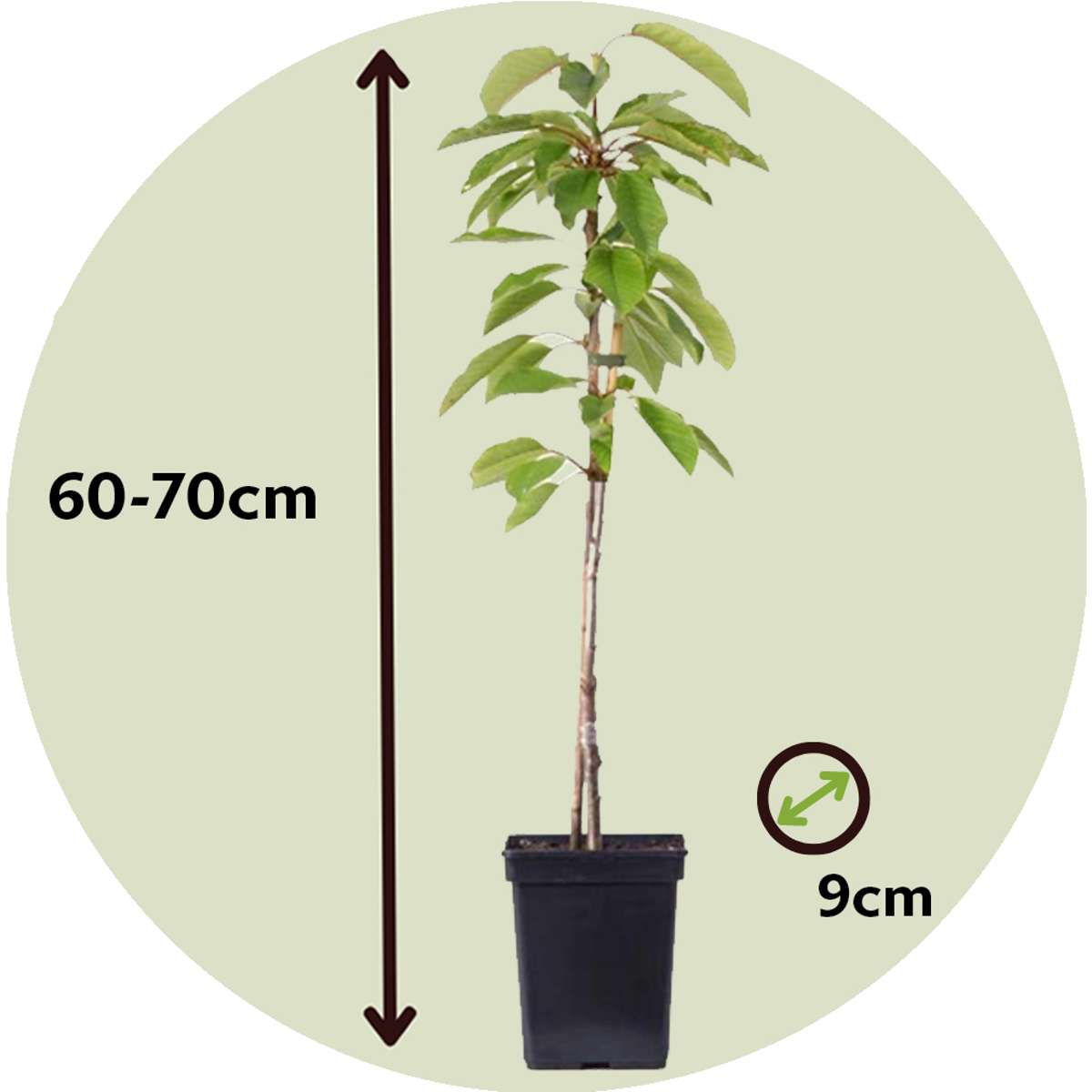 Florastore Apfelbäume - 6 Stk - Malus - Höhe 60-70Cm - ⌀9Cm