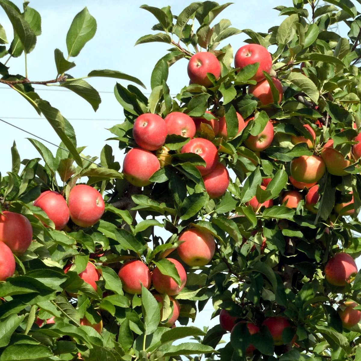 Florastore Apfelbäume - 6 Stk - Malus - Höhe 60-70Cm - ⌀9Cm
