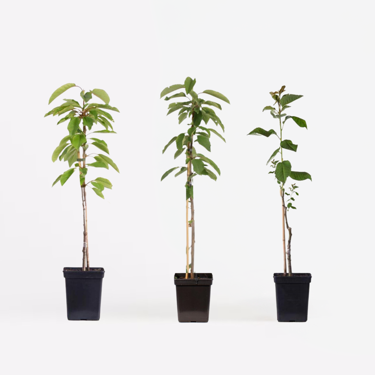 Florastore Apfelbäume - 3 Stk - Malus - Höhe 60-70Cm - ⌀9Cm