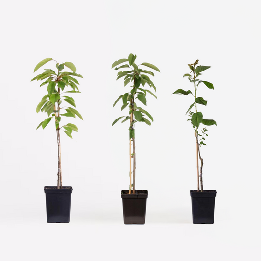 Florastore Apfelbäume - 3 Stk - Malus - Höhe 60-70Cm - ⌀9Cm