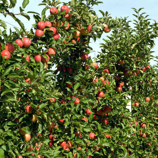 Florastore Apfelbäume - 3 Stk - Malus - Höhe 60-70Cm - ⌀9Cm