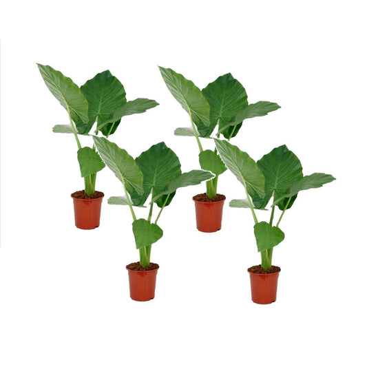 Florastore Alokasie - 4 Stk - Alocasia 'Macrorrhizos' - Höhe 60-70Cm - ⌀17Cm