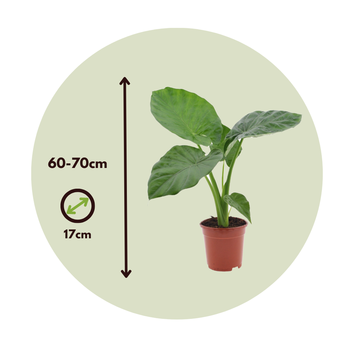 Florastore Alokasie - 4 Stk - Alocasia 'Macrorrhizos' - Höhe 60-70Cm - ⌀17Cm