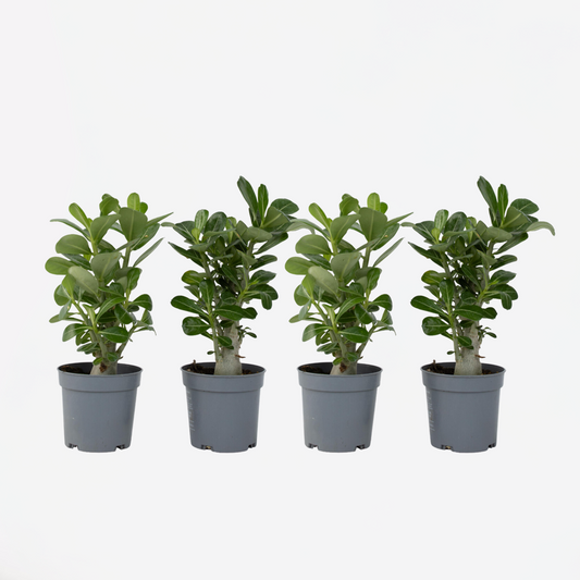 Florastore Wüstenrose - 4 Stk - Adenium Obesum - Höhe 25-40Cm - ⌀11Cm