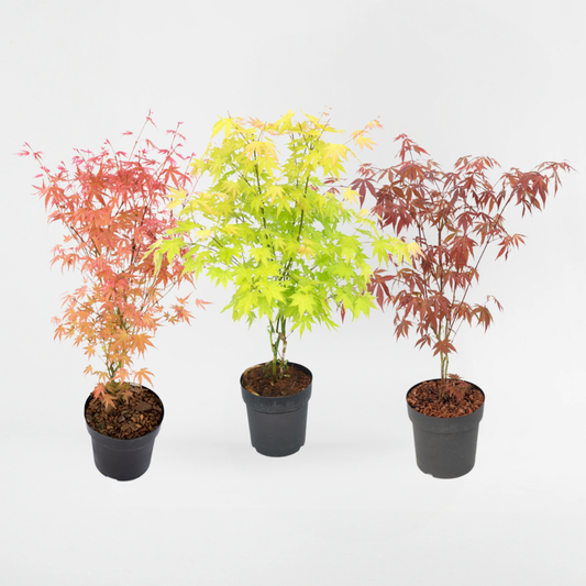 Florastore Japanischer Ahorn - 3 Stk - Acer Palmatum - Höhe 60-70Cm - ⌀19Cm
