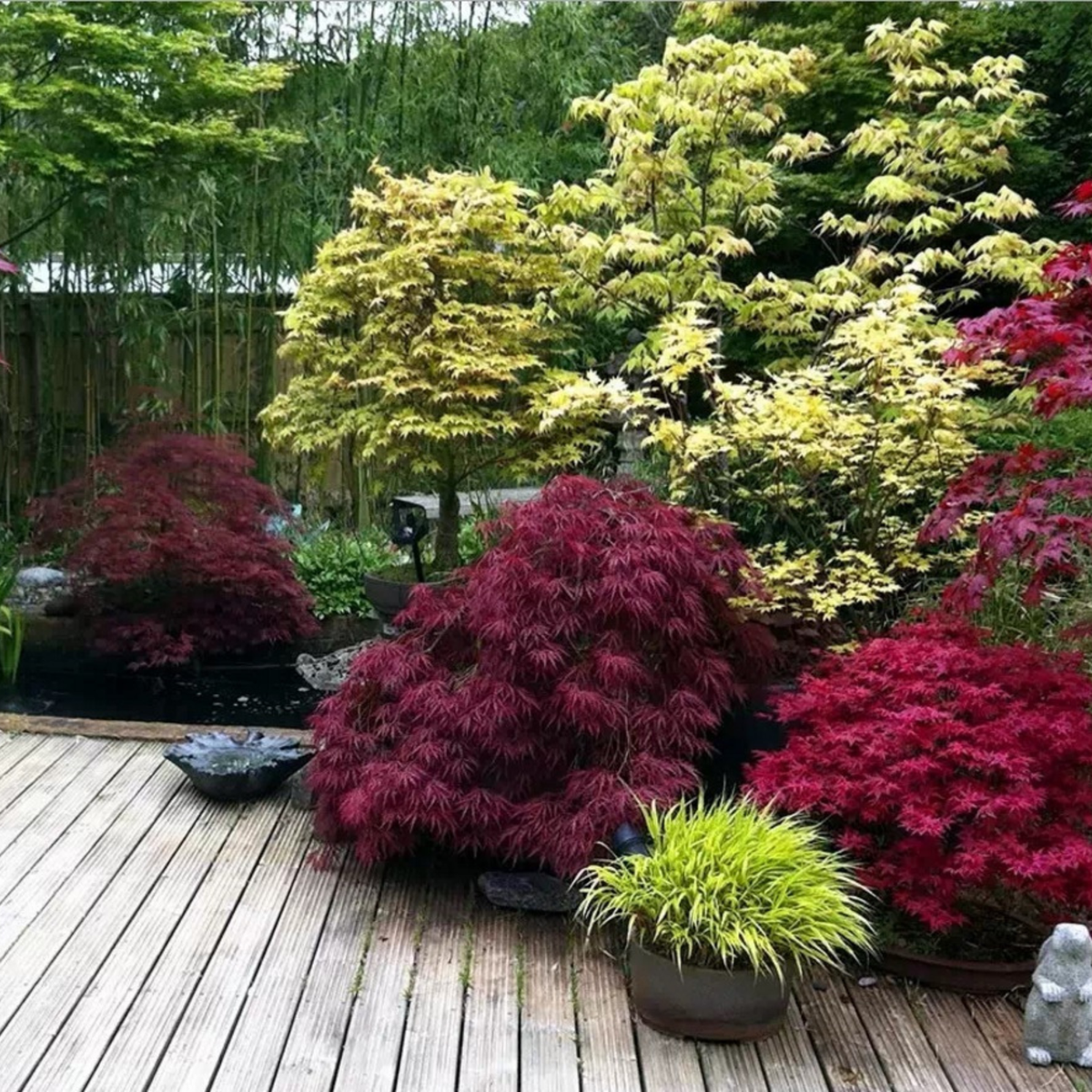 Florastore Japanischer Ahorn - 3 Stk - Acer Palmatum - Höhe 60-70Cm - ⌀19Cm