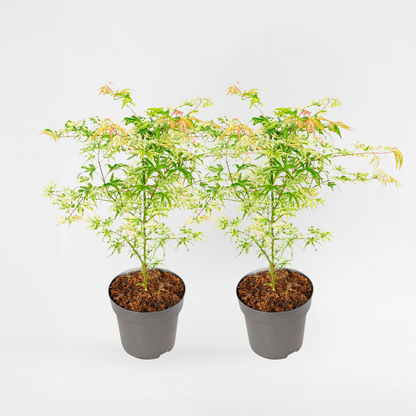 Florastore Japanischer Ahorn - 2 Stk - Acer Palmatum 'Orange Dream' - Höhe 60-70Cm - ⌀19Cm