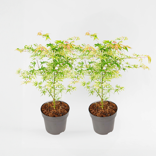 Florastore Japanischer Ahorn - 2 Stk - Acer Palmatum 'Orange Dream' - Höhe 60-70Cm - ⌀19Cm