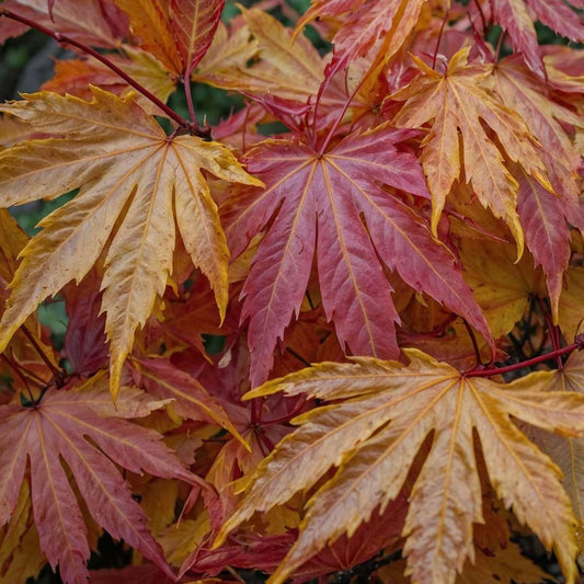 Florastore Japanischer Ahorn - 2 Stk - Acer Palmatum 'Orange Dream' - Höhe 60-70Cm - ⌀19Cm
