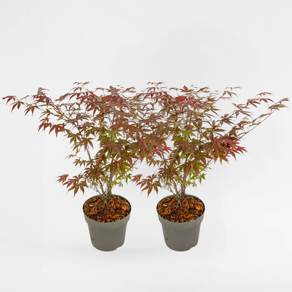 Florastore Japanischer Ahorn - 2 Stk - Acer Palmatum 'Atropurpureum' - Höhe 60-70Cm - ⌀19Cm