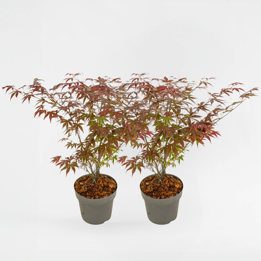 Florastore Japanischer Ahorn - 2 Stk - Acer Palmatum 'Atropurpureum' - Höhe 60-70Cm - ⌀19Cm