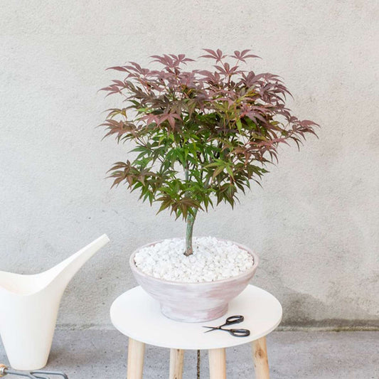 Florastore Japanischer Ahorn - 2 Stk - Acer Palmatum 'Atropurpureum' - Höhe 60-70Cm - ⌀19Cm