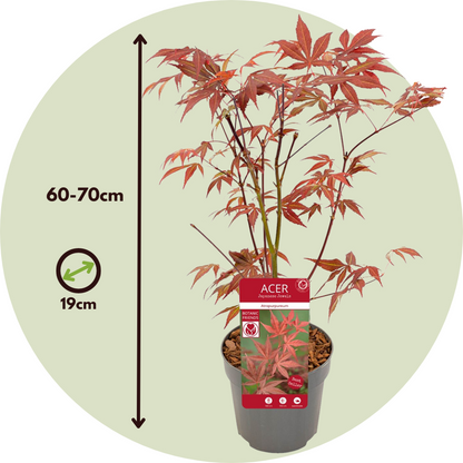 Florastore Japanischer Ahorn - 2 Stk - Acer Palmatum 'Atropurpureum' - Höhe 60-70Cm - ⌀19Cm