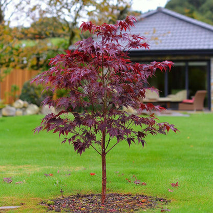 Florastore Japanischer Ahorn - 2 Stk - Acer Palmatum 'Atropurpureum' - Höhe 60-70Cm - ⌀19Cm