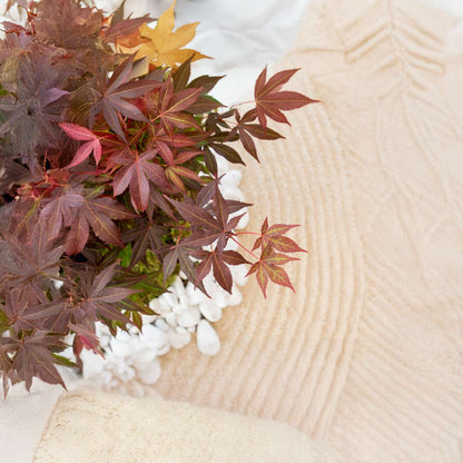 Florastore Japanischer Ahorn - 2 Stk - Acer Palmatum 'Atropurpureum' - Höhe 60-70Cm - ⌀19Cm
