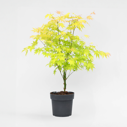 Florastore Japanischer Ahorn - Acer Palmatum 'Orange Dream' - Höhe 60-70Cm - ⌀19Cm