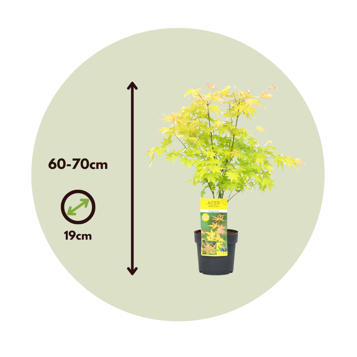 Florastore Japanischer Ahorn - Acer Palmatum 'Orange Dream' - Höhe 60-70Cm - ⌀19Cm