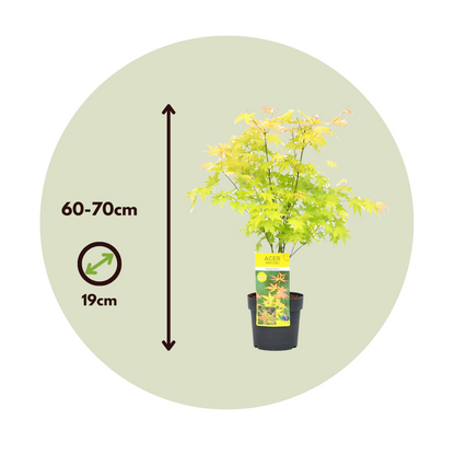 Florastore Japanischer Ahorn - Acer Palmatum 'Orange Dream' - Höhe 60-70Cm - ⌀19Cm