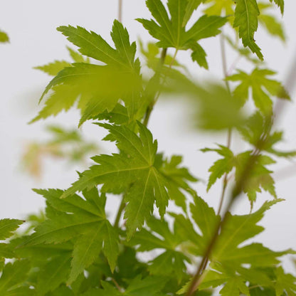 Florastore Japanischer Ahorn - Acer Palmatum 'Orange Dream' - Höhe 60-70Cm - ⌀19Cm