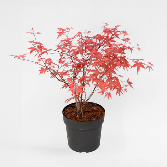 Florastore Japanischer Ahorn - Acer Palmatum 'Beni Maiko' - Höhe 60-70Cm - ⌀19Cm