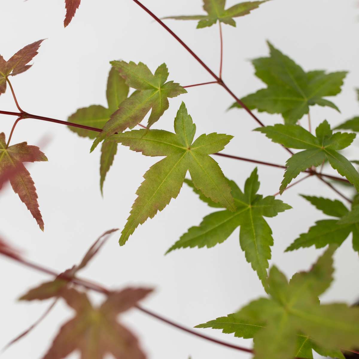 Florastore Japanischer Ahorn - Acer Palmatum 'Beni Maiko' - Höhe 60-70Cm - ⌀19Cm