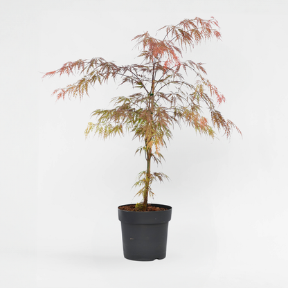 Florastore Japanischer Ahorn - Acer Palmatum 'Atropurpureum' - Höhe 60-70Cm - ⌀19Cm